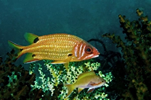 Blackspot Squirrelfish and Threadfin Anthias (Pseudanthias huchti) Blackspot Squirrelfish and Threadfin Anthias (Pseudanthias huchti)