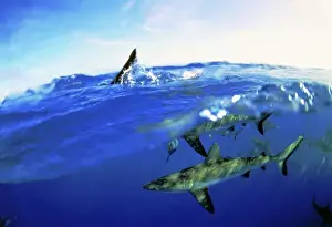 Shark Conservation Images Prints: Blacktip Sharks - Split-level view, above and underwater. Island Rangiroa, Polynesia