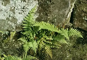 Bob Gibbons Photography Prints: Bladder Fern