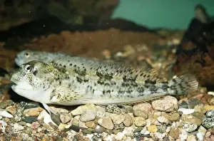 Blenny Fish Prints: Blenny