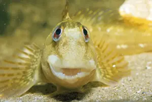 Blenny Fish Prints: Blenny / Shanny formerly: Blennius pholis