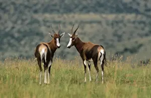 M Watson Wildlife Photographer Prints: Blesbok