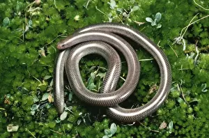 Jean Paul Ferrero Photography Prints: Blind Snake