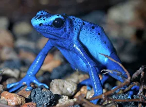 Blue arrow poison frog, South America Blue arrow poison frog, South America
