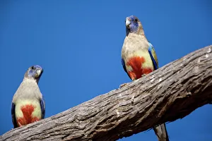 Blue Bonnet / Bluebonnet / Bluebonnet Parrot or Parakeet / Blue Bonnet Parrot or Parakeet Blue Bonnet / Bluebonnet / Bluebonnet Parrot or Parakeet / Blue Bonnet Parrot or Parakeet