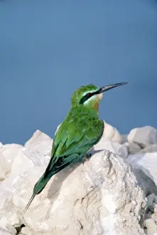 Colourful Tropical Birds Prints: Blue-cheeked Bee-eater