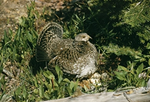 BLUE GROUSE - Female at nest with eggs BLUE GROUSE - Female at nest with eggs