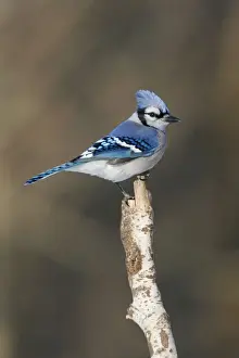 Personal Use Prints Available Prints: Blue Jay