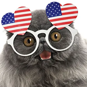 Blue Persian Cat wearing heart shaped American flag glasses Date: 17-Jan-16 Blue Persian Cat wearing heart shaped American flag glasses Date: 17-Jan-16
