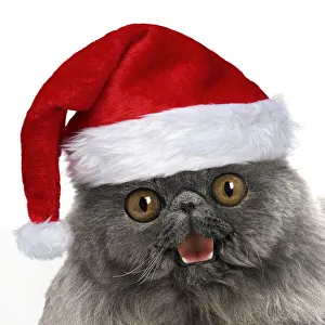 Blue Persian Cat wearing red Christmas Santa hat Date: 17-01-2016 Blue Persian Cat wearing red Christmas Santa hat Date: 17-01-2016