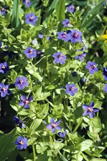 European Wildflower Images Prints: Blue Pimpernel