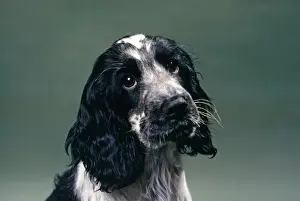 Blue Roan Cocker Spaniel Print JD196 by John Art Prints