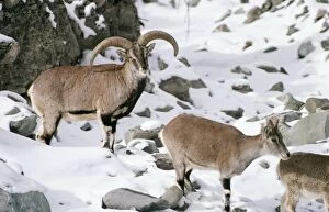 Images Dated 28th October 2004: Blue Sheep Wild, Male & Female. Ladakh, India