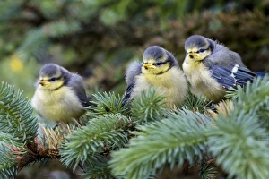 Blue tit - three chicks in pine tree Blue tit - three chicks in pine tree