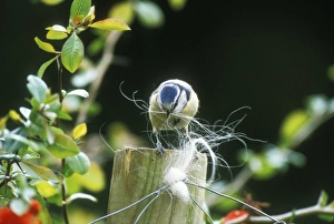 Blue TIT - Collecting dog hair for nest Blue TIT - Collecting dog hair for nest