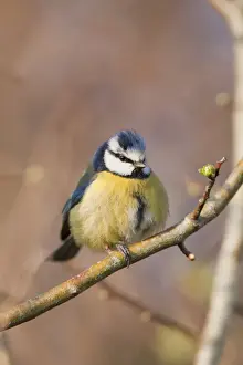 Blue Tit UK Prints: Blue Tit - Cornwall - UK