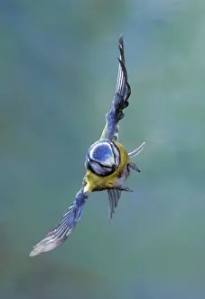 Wildlife Photography Blue Tit Prints: Blue Tit - in flight