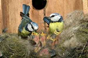 Blue Tit - pair feeding grubs to chicks at nest Blue Tit - pair feeding grubs to chicks at nest