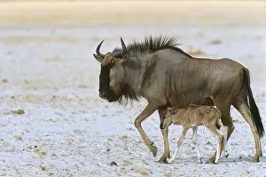 Wild Animal Prints For Sale Prints: Blue Wildebeeste - with newborn Namibia