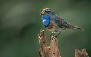 Johan De Meester Photography Prints: Bluethroat - singing