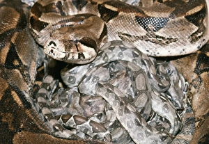 Boa Constrictor - with newborn young Boa Constrictor - with newborn young