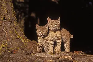 Rare Animal Prints For Sale Prints: Bobcat Kittens