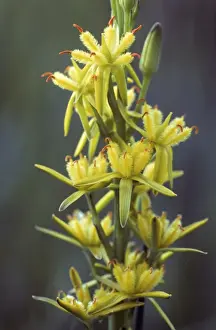Bog Asphodel Prints: Bog Asphodel