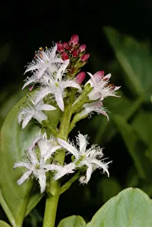Buckbean Flower Prints: Bogbean