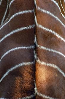 Bongo Antelope - stripes, Male Bongo Antelope - stripes, Male