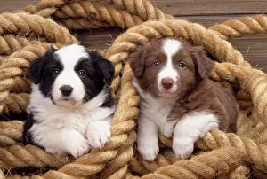 Border Collie Dog - puppies in rope Border Collie Dog - puppies in rope