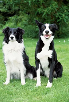 Short haired border collie sale