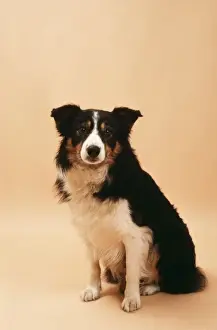 Border Collie Pictures Prints: Border Collie Sheep