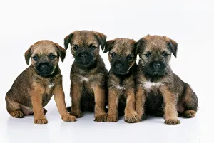 Animals/pets dogs terrier border terrier/border terrier dog puppies Animals/pets dogs terrier border terrier/border terrier dog puppies