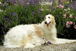 Large Dog Breeds Prints: Borzoi / Russian Wolfhound