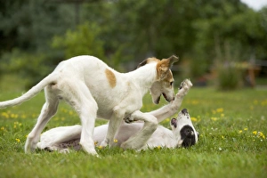 Borzoi / Russian Wolfhound - puppies playing Borzoi / Russian Wolfhound - puppies playing