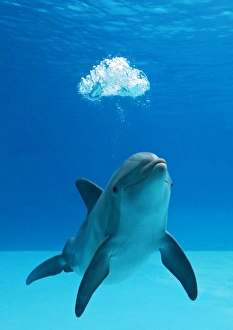 Bottlenose dolphin - blowing air bubbles underwater Bottlenose dolphin - blowing air bubbles underwater