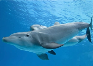 Bottlenose dolphin - and calf Bottlenose dolphin - and calf
