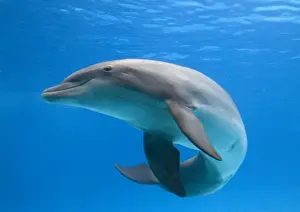 Bottlenose Dolphin Underwater Prints: Bottlenose dolphin - dancing underwater