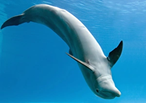 Bottlenose dolphin - dancing underwater Bottlenose dolphin - dancing underwater