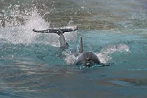 Bottlenose Dolphin Pictures Prints: Bottlenose Dolphin. Dolphinarium, Port Elisabeth. South Africa