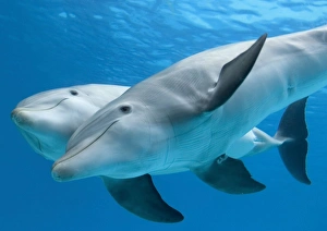 Bottlenose dolphin - female and her calf Bottlenose dolphin - female and her calf