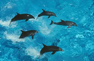 Bottlenose Dolphin Pictures Prints: Bottlenose Dolphin Group jumping