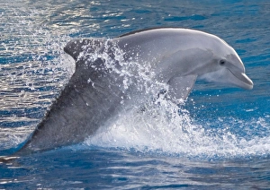 Bottlenose dolphin - jumping out of the water Bottlenose dolphin - jumping out of the water