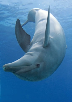 Bottlenose dolphin - playing underwater Bottlenose dolphin - playing underwater