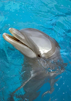 Bottlenose Dolphin - at surface Bottlenose Dolphin - at surface