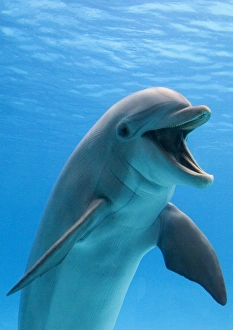 Bottlenose dolphin - underwater Bottlenose dolphin - underwater