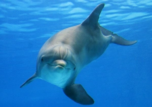 Bottlenose dolphin - underwater Bottlenose dolphin - underwater