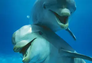 Tursiops Truncatus Prints: Bottlenose Dolphin x 2