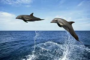 Bottlenose Dolphin Pictures Prints: Bottlenose Dolphin - x2 leaping