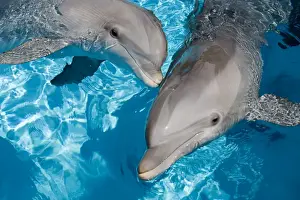 Marine Mammal Pictures Prints: Bottlenose Dolphins - 2 together